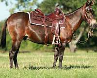 all-around-quarter-horse