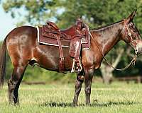 trail-quarter-horse