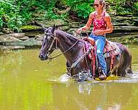 all-around-friesian-horse