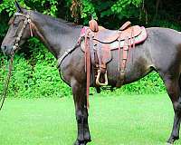 athletic-friesian-horse
