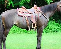 beginner-friesian-horse