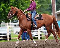 guard-thoroughbred-horse