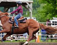 wsca-thoroughbred-horse