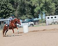 all-thoroughbred-horse