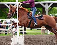 athletic-thoroughbred-horse