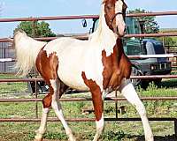 pinto-wide-white-blaze-tobiano-horse