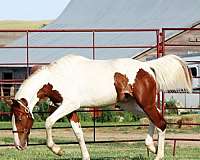 around-irish-draught-horse