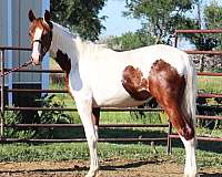 black-tobiano-irish-draught-horse
