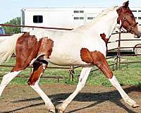 bred-to-irish-draught-horse