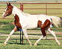 conformation-irish-draught-horse