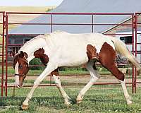 eventing-prospect-irish-draught-horse