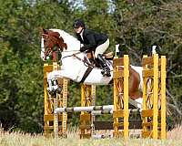 excel-irish-draught-horse