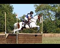 fancy-irish-draught-horse