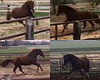 farrier-irish-draught-horse