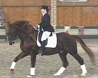 gaits-irish-draught-horse