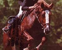 health-irish-draught-horse