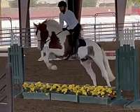 high-irish-draught-horse