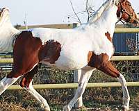 pinto-wide-white-blaze-tobiano-horse
