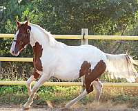 around-irish-draught-horse