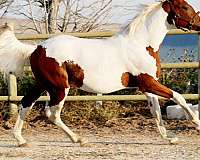 black-tobiano-irish-draught-horse