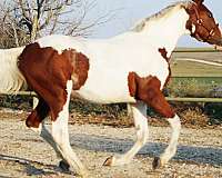 conformation-irish-draught-horse