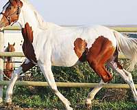 eventing-prospect-irish-draught-horse