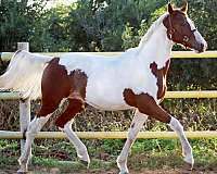 excel-irish-draught-horse