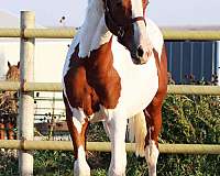 fancy-irish-draught-horse