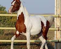 farrier-irish-draught-horse