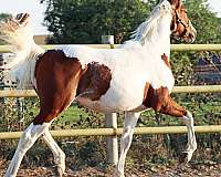 gaits-irish-draught-horse