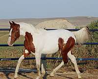 health-irish-draught-horse