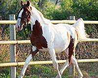 high-irish-draught-horse