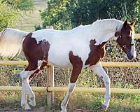 board-irish-draught-horse