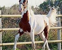 coggins-irish-draught-horse