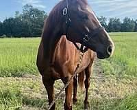 thoroughbred-gelding