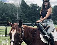thoroughbred-horse-for-sale