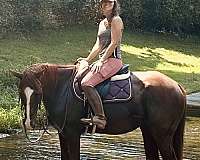 thoroughbred-horse