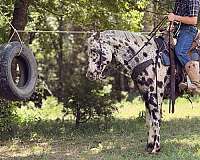 all-around-appaloosa-horse