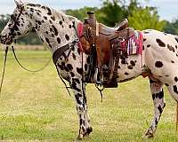 flashy-appaloosa-horse