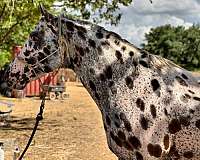 color-producer-appaloosa-horse