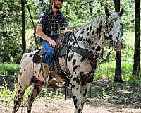 horsemanship-appaloosa-horse