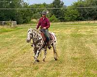 natural-horsemanship-training-appaloosa-horse