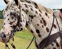 ranch-appaloosa-horse