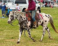 ranch-versatility-appaloosa-horse