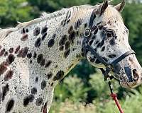 stallion-appaloosa-horse