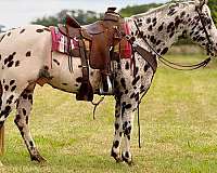 breeding-appaloosa-horse