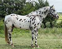 leopard-horse