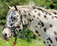 ranch-work-appaloosa-horse