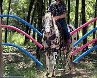 trail-appaloosa-horse