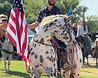 black-leopard-horse